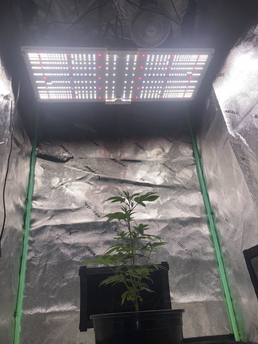 Grape gas s1cltvtd cutspiderfarmersf2000 2