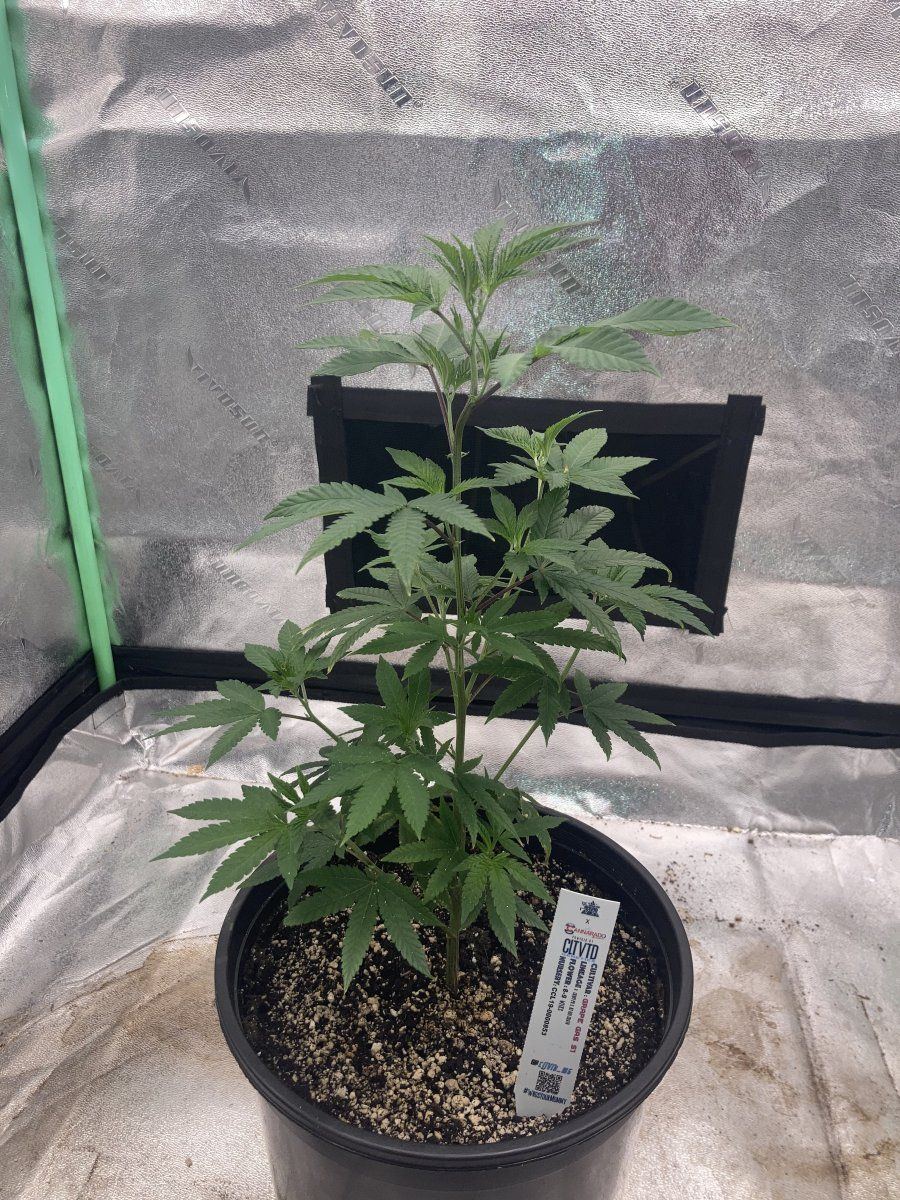 Grape gas s1cltvtd cutspiderfarmersf2000 3