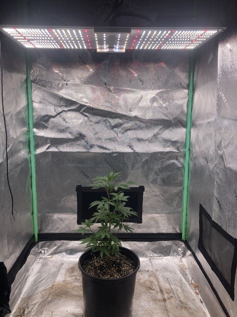 Grape gas s1cltvtd cutspiderfarmersf2000 4