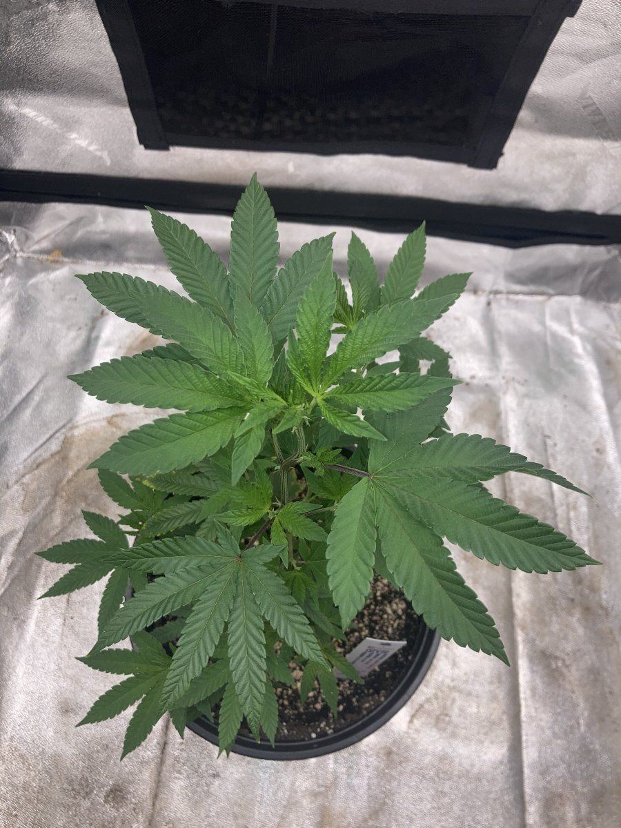 Grape gas s1cltvtd cutspiderfarmersf2000