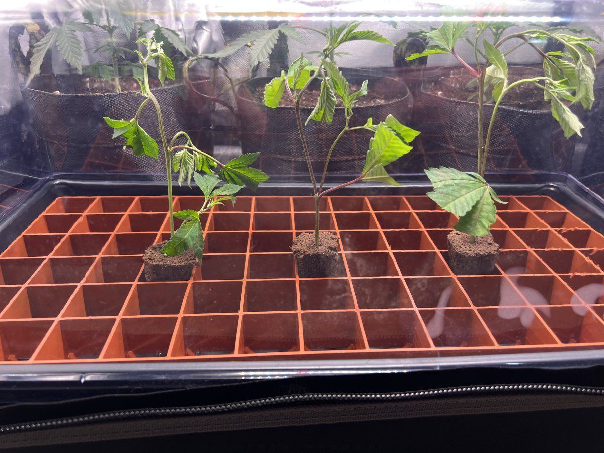 Grape Gasoline Day 2a