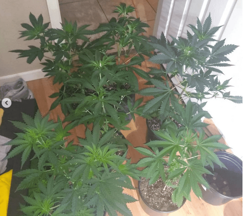 Grape jelly group shot