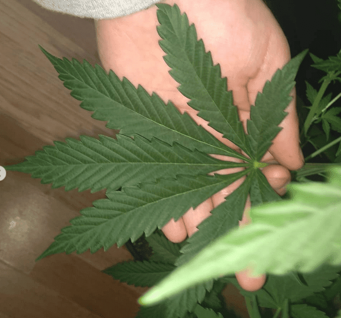 Grape jelly leaf 1