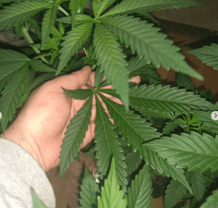 Grape jelly leaf 2