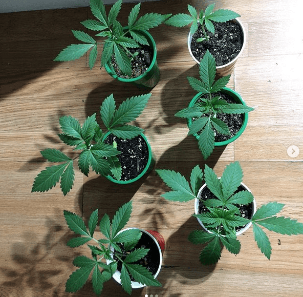 Grape jelly seedlings