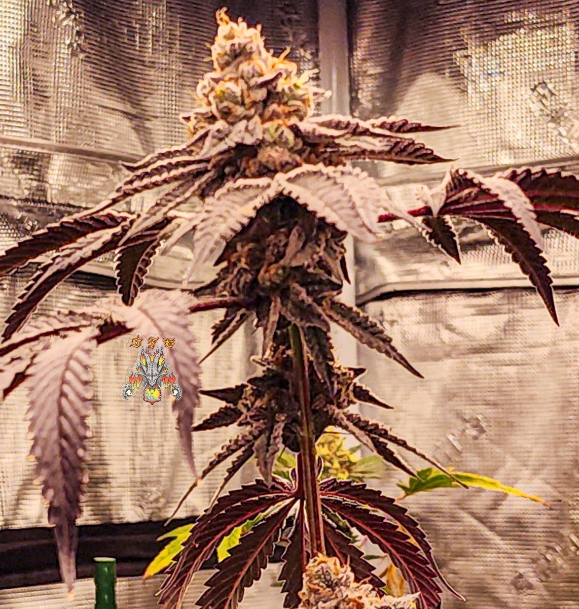 Grape pie  1