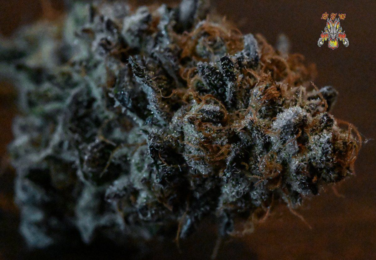 Grape pie 1
