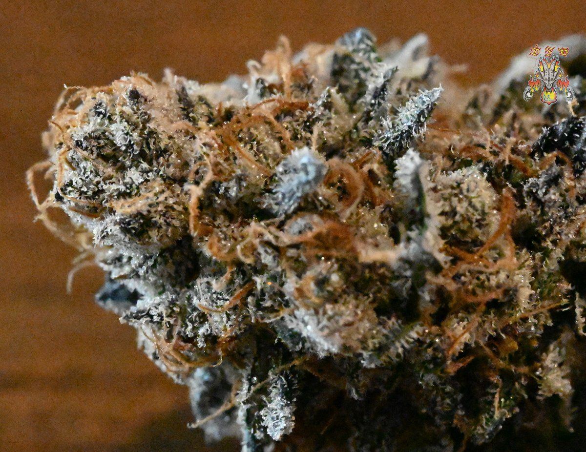 Grape pie 3