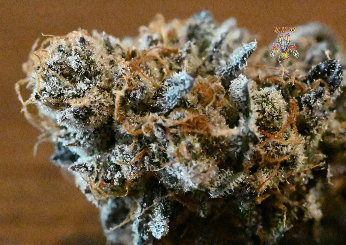 Grape pie 5