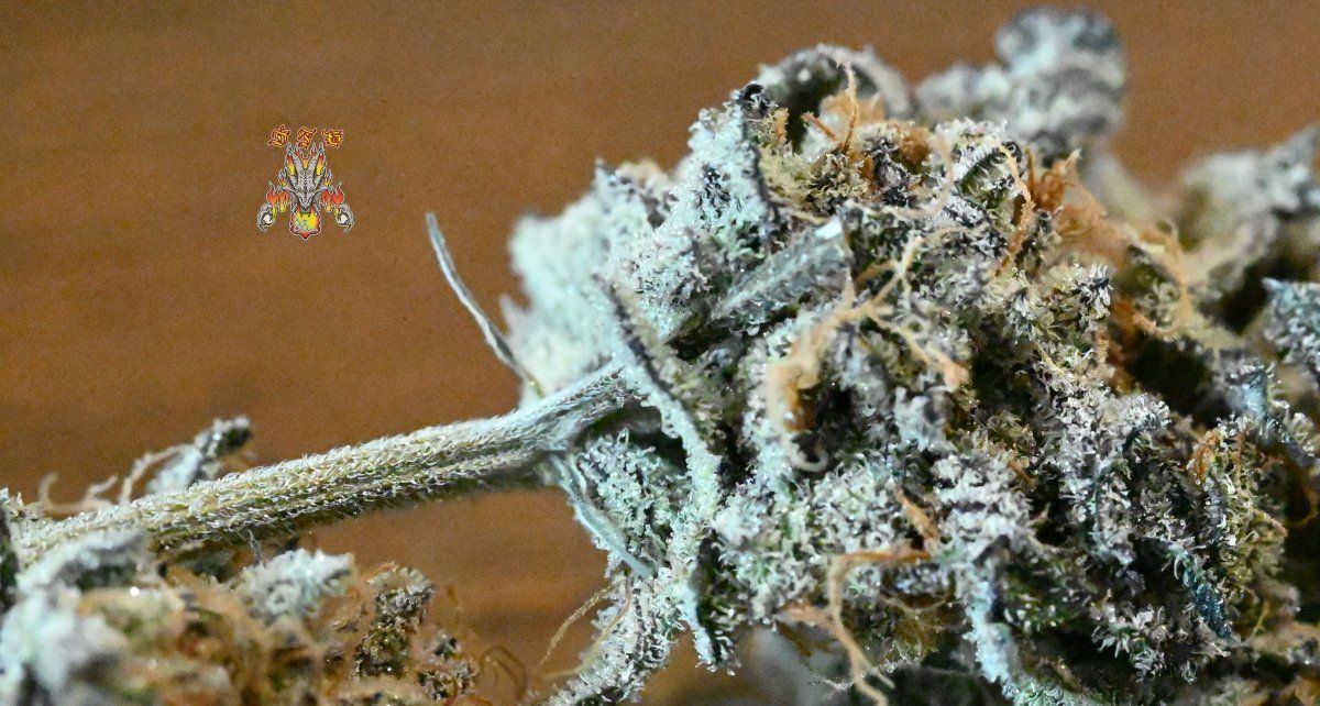 Grape pie 6