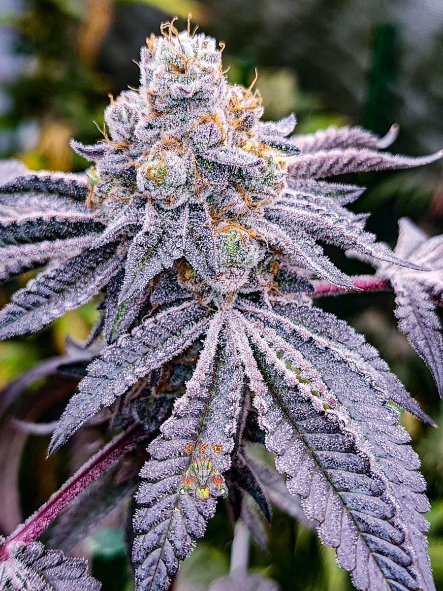 Grape pie day 65
