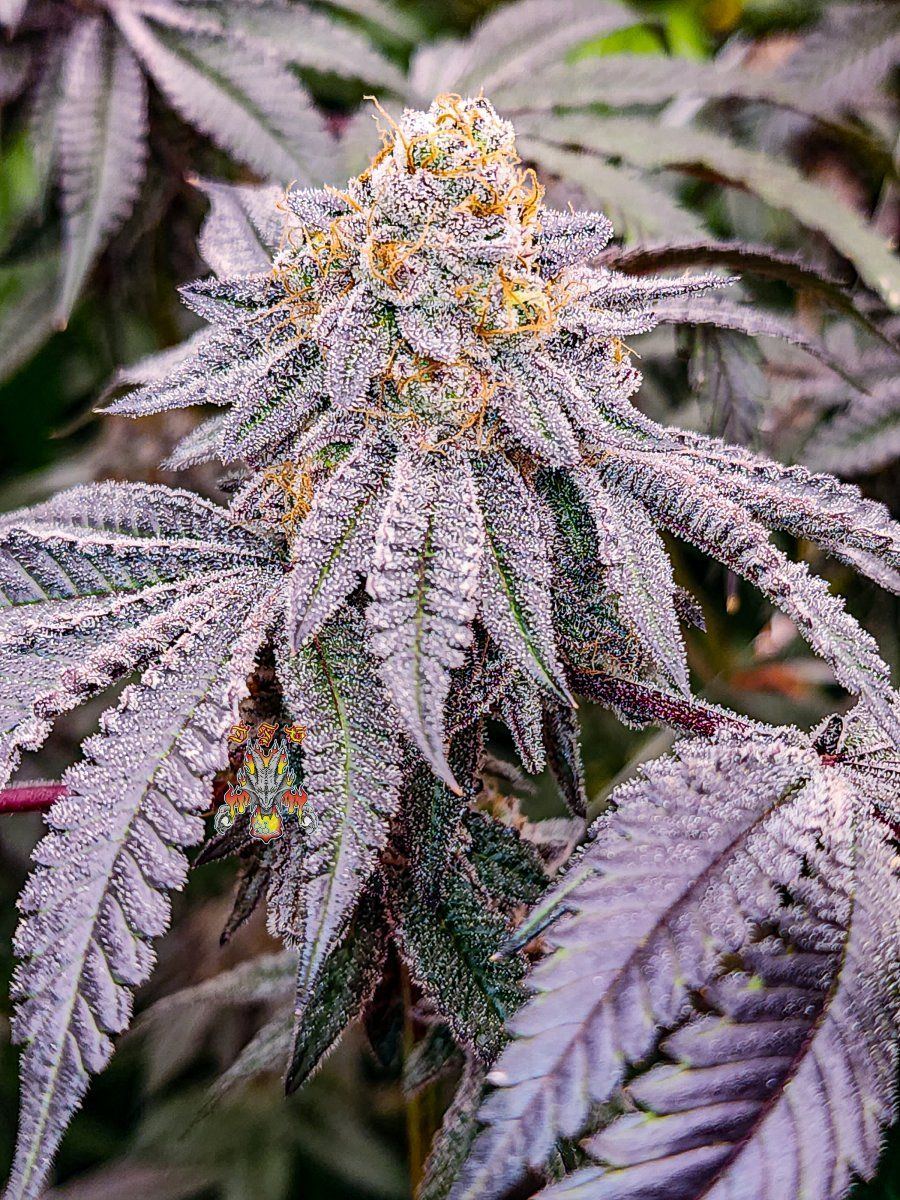 Grape pie 