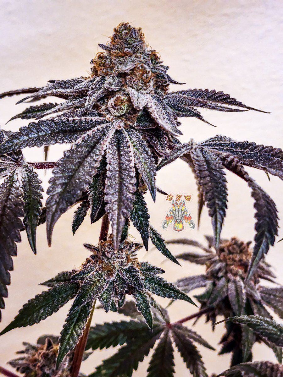 Grape pie Week 10 1