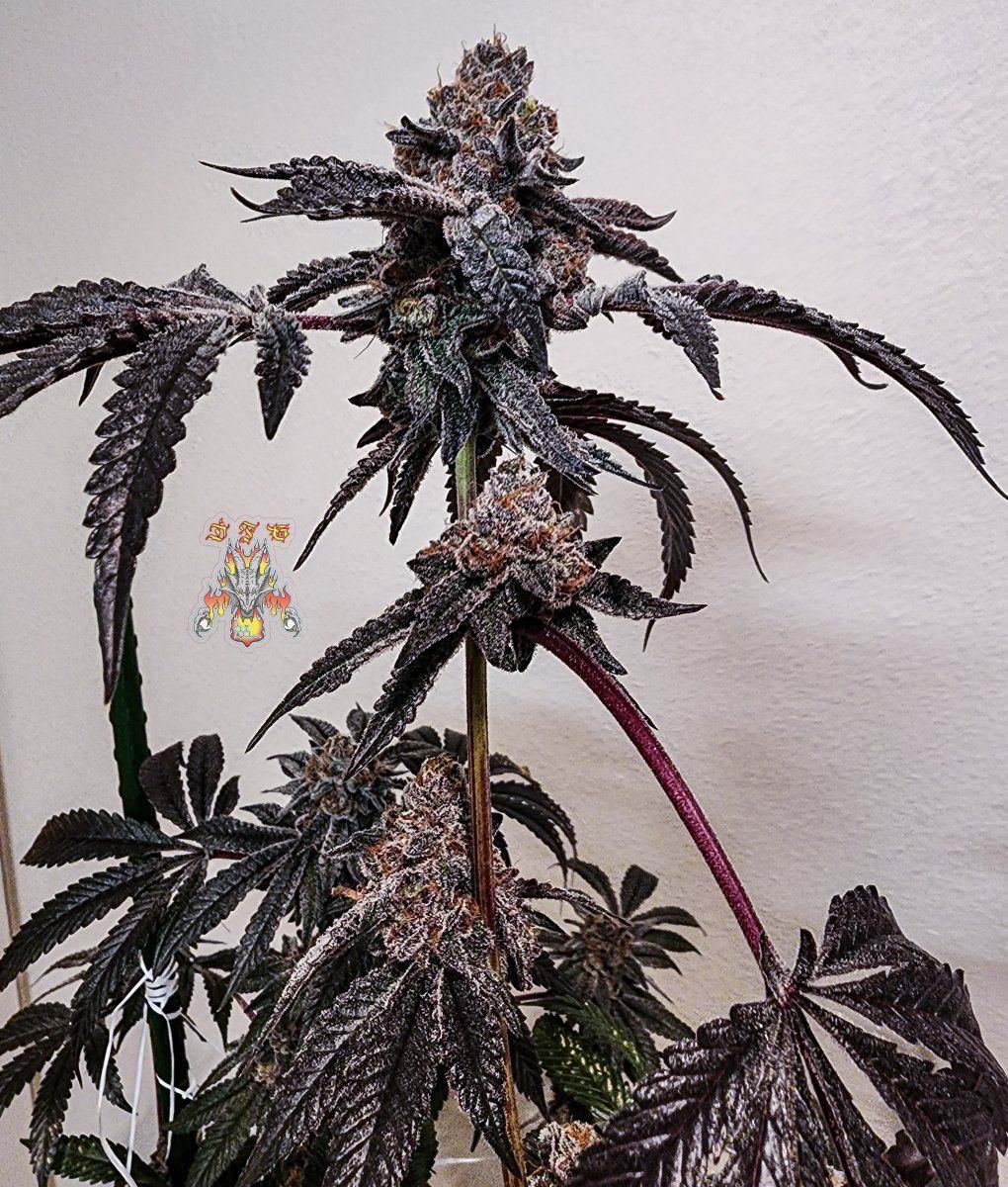 Grape pie Week 10 2