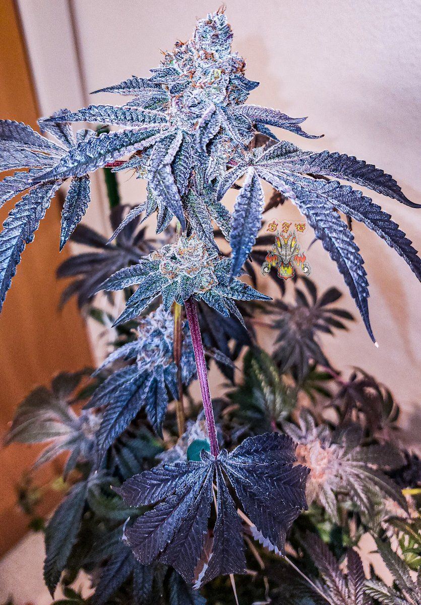 Grape pie Week 10