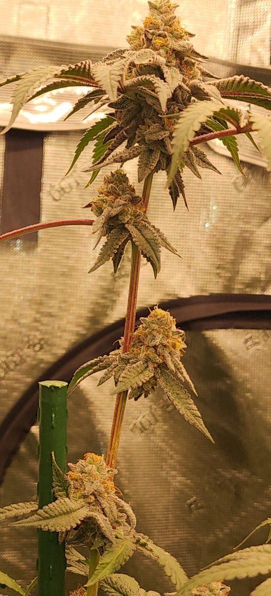 Grape pie week 7