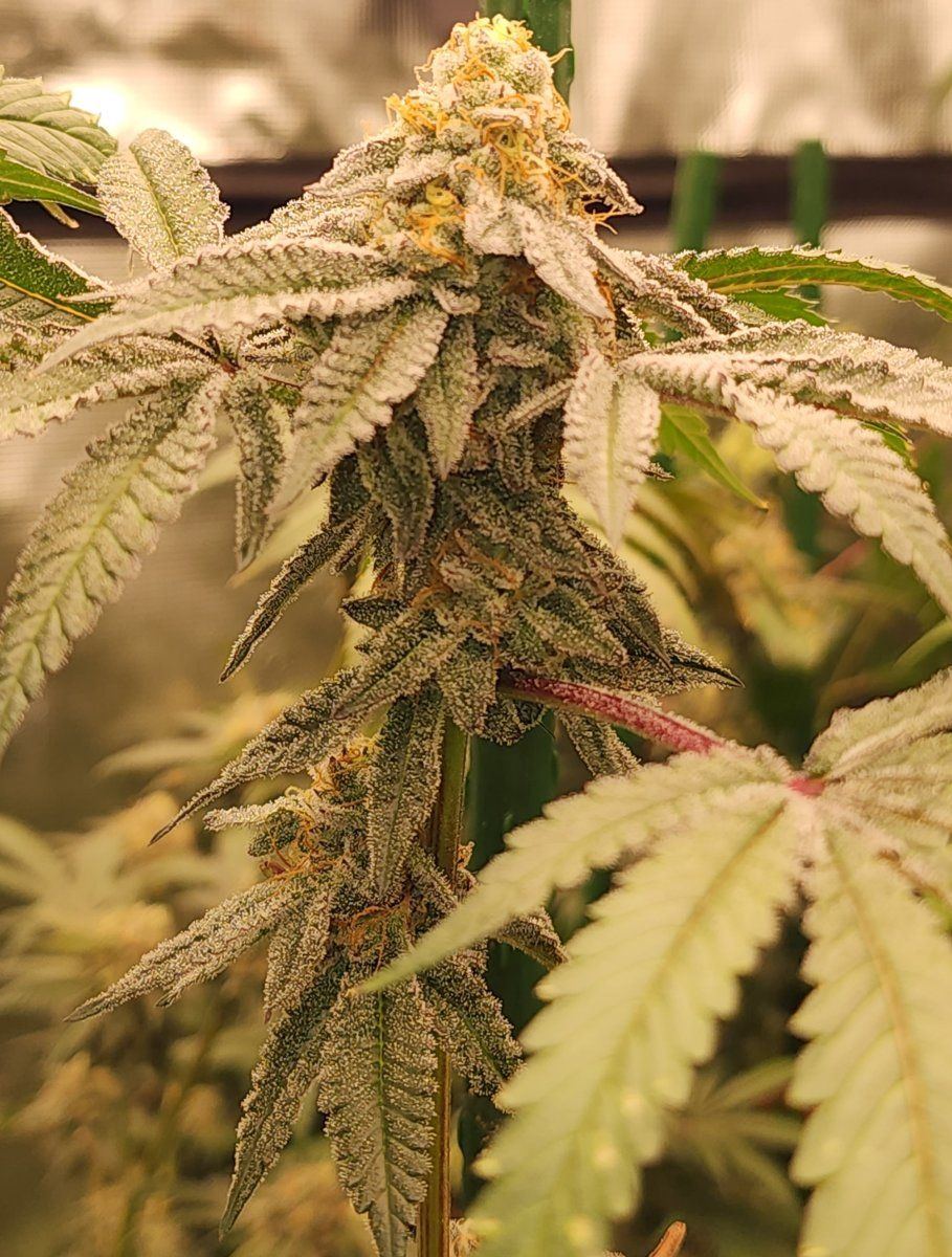 Grape Pie week 7   photo 2