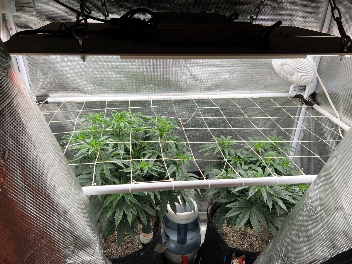 Grape Slurpee 9wks