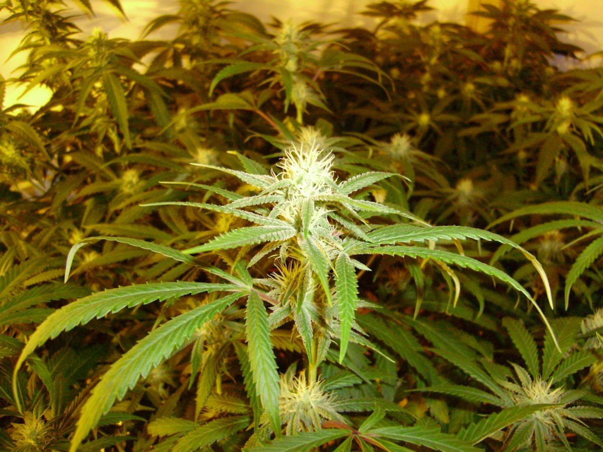 Grape stompers 003