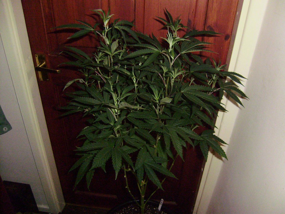 Grape white stomper 004