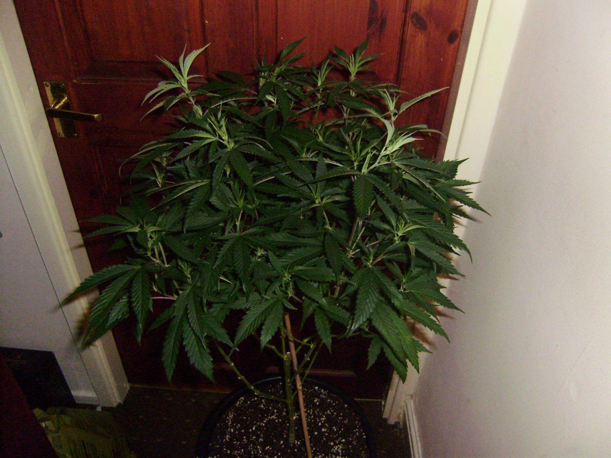 Grape white stomper 006