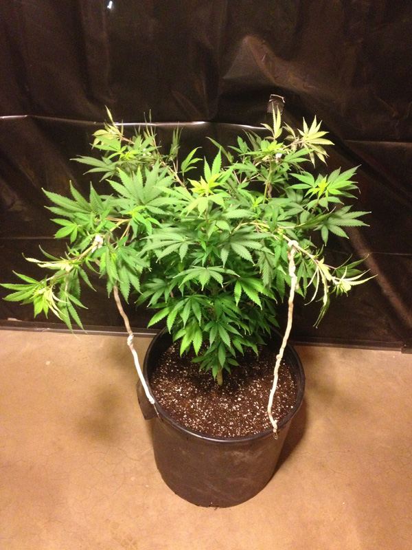 Grape13