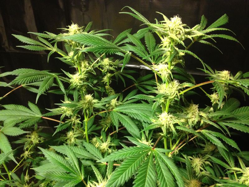 Grape2