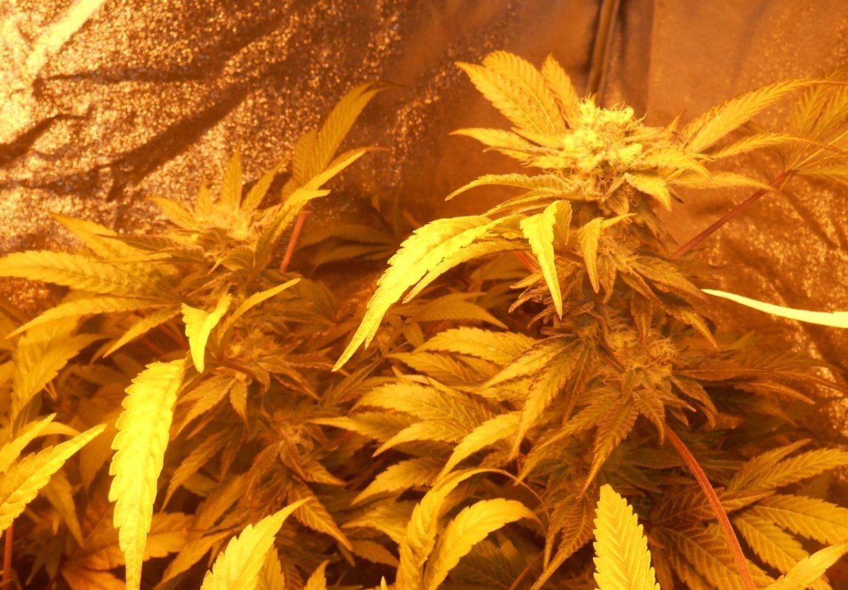 Grape222