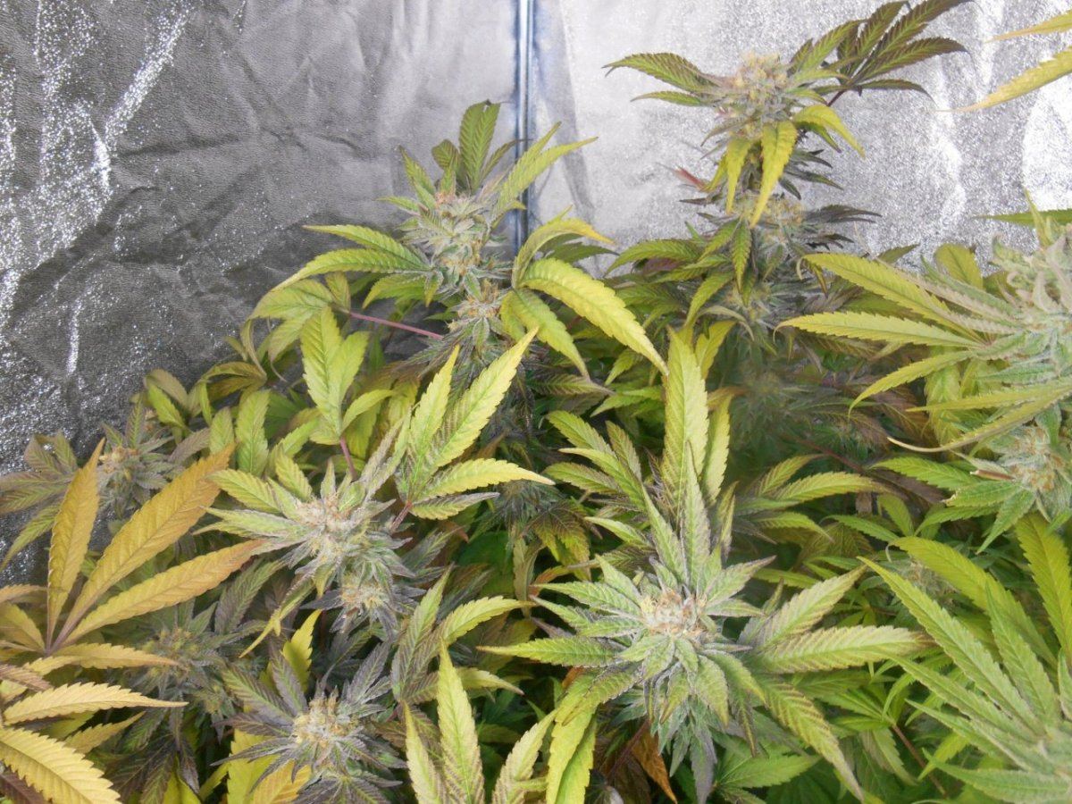 Grape224