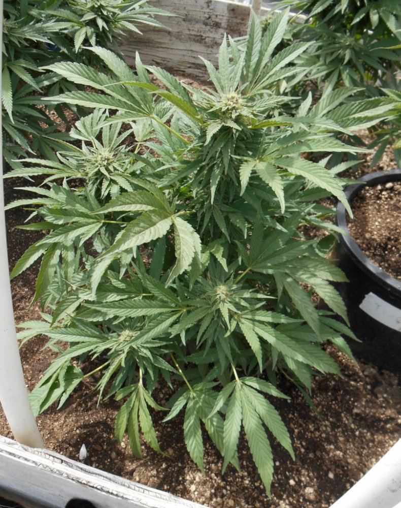 Grape529
