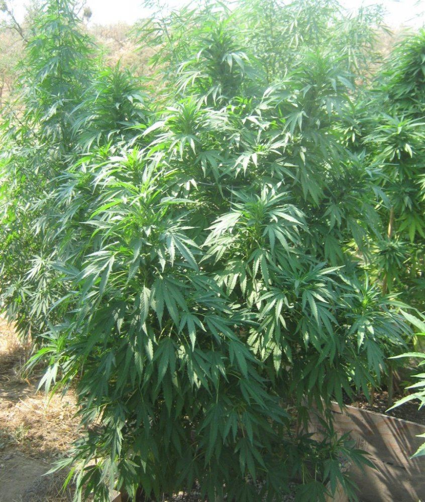 Grape727