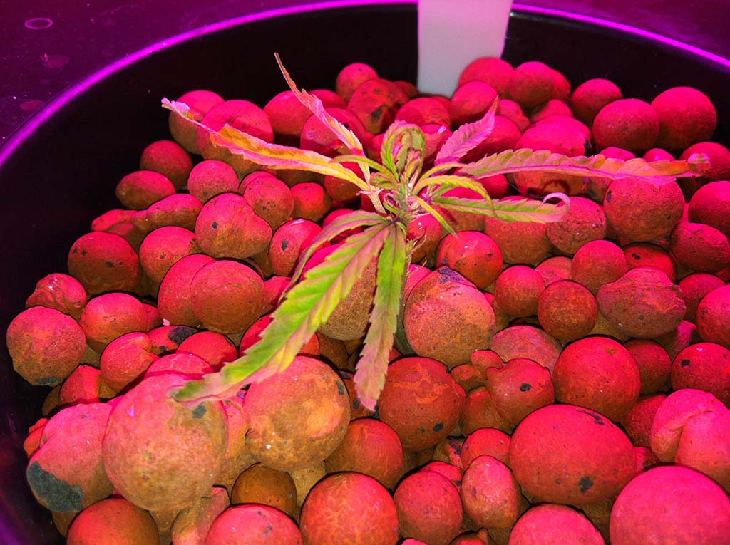 Grapeape
