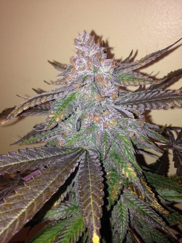 Grapeape