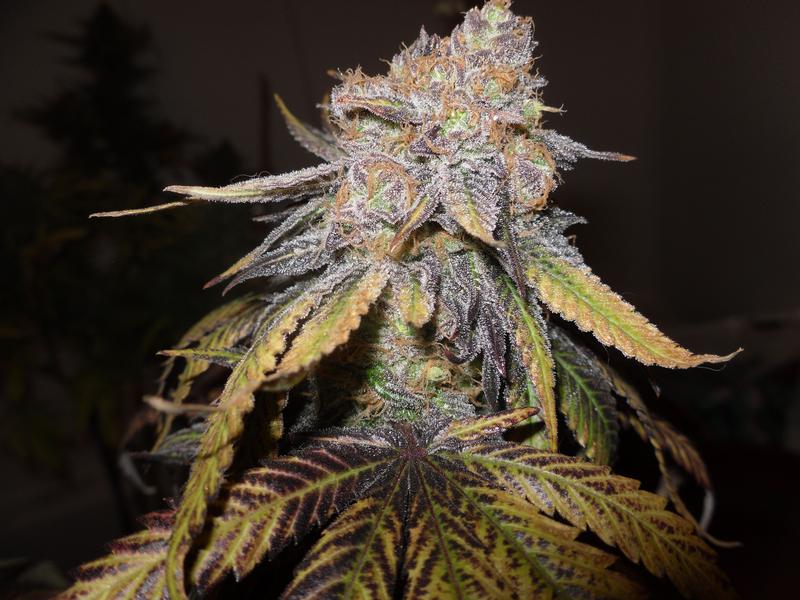 Grapeape
