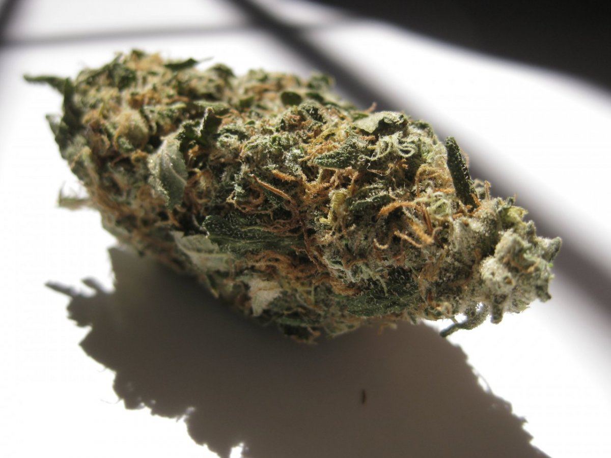 Grapefruit domina 2