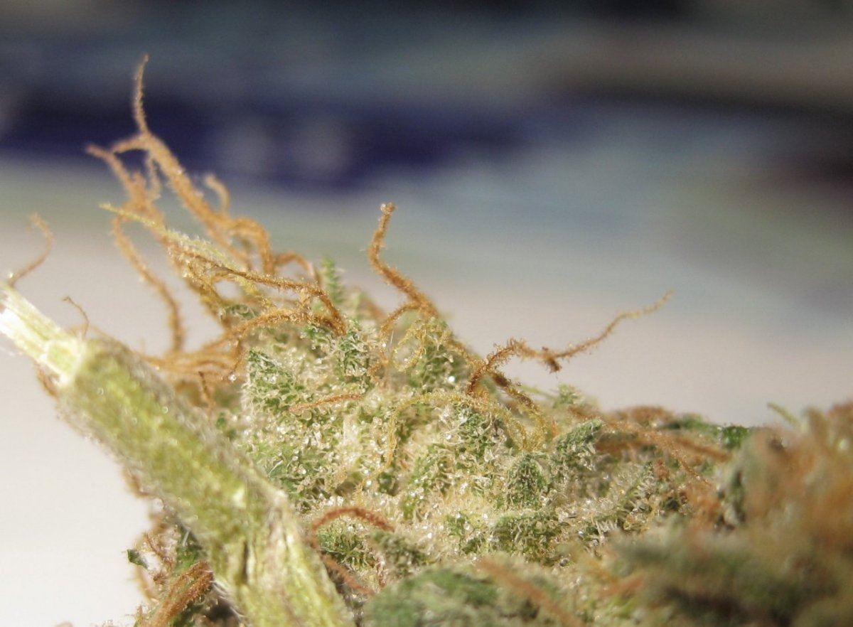 Grapefruit domina 4