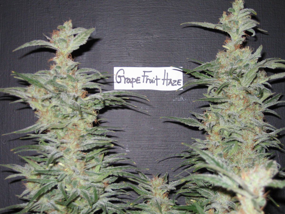 Grapefruithaze