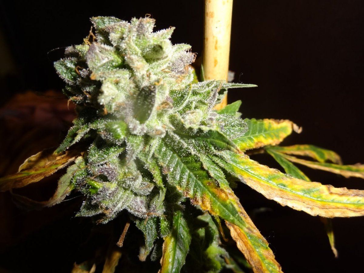 Grapefruits 004