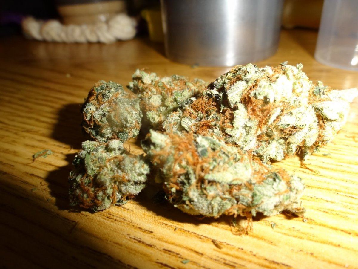 Grapefruits 034