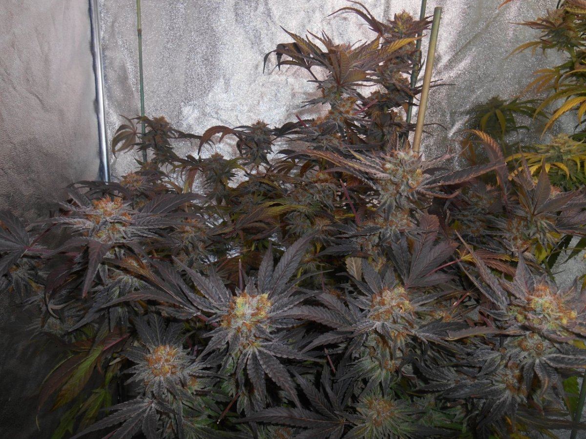 Grapeinvader55 days