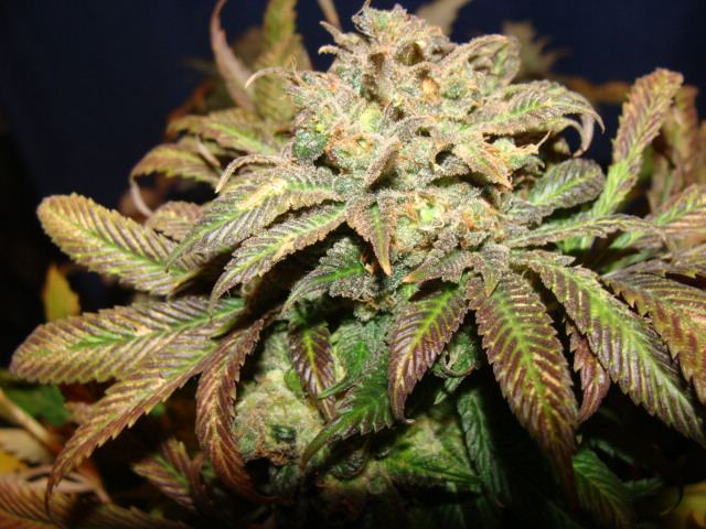 Grapekrush