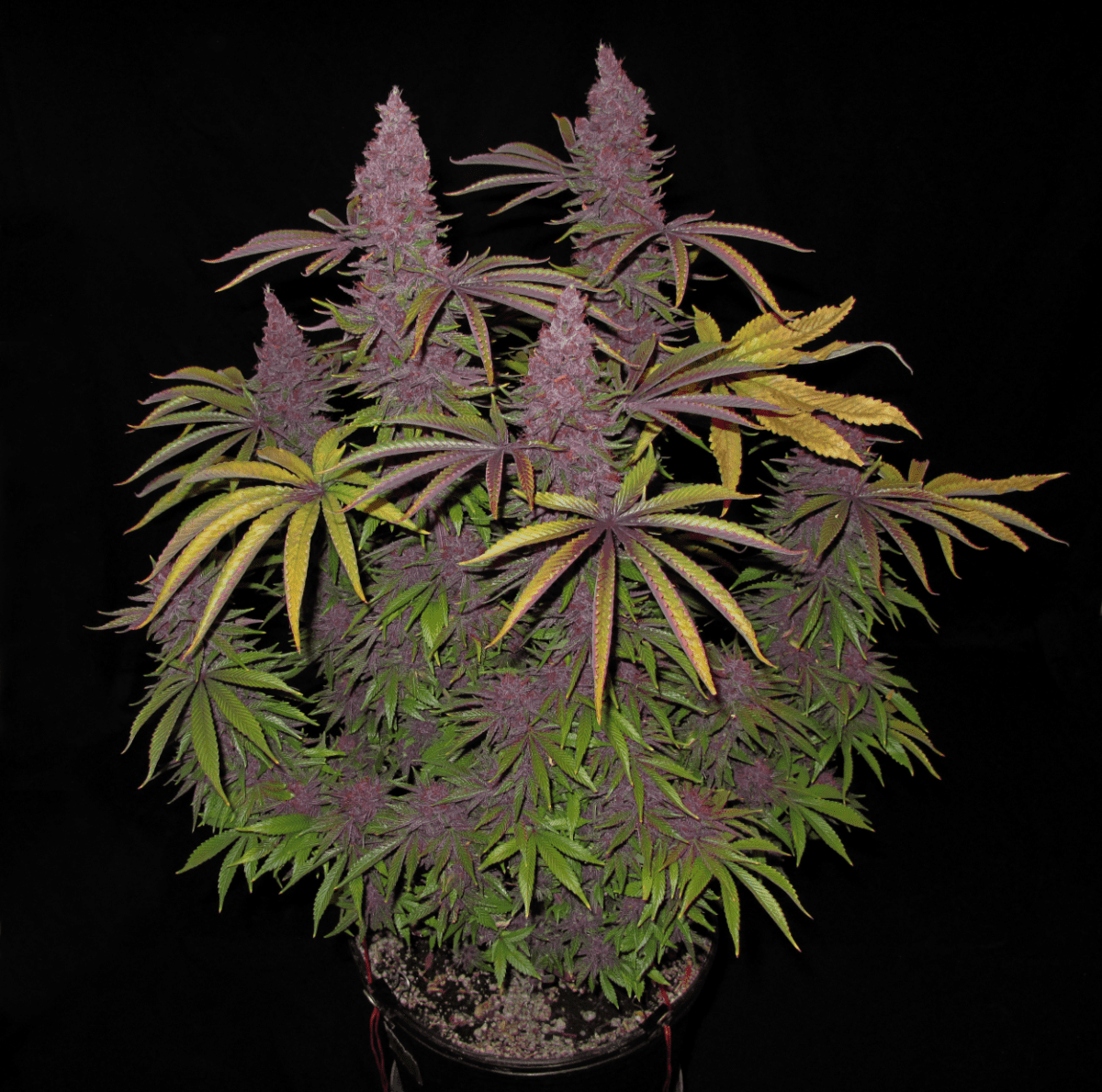 GrapePupilFull1250   Copy