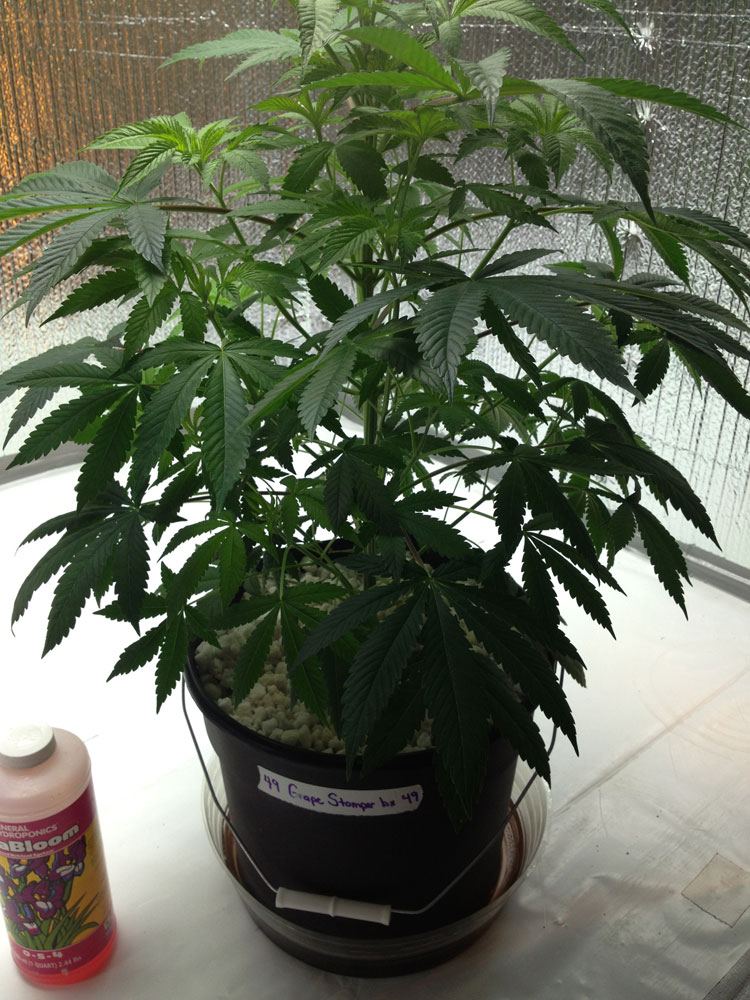 Grapestomper