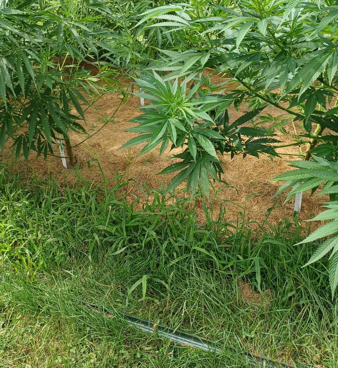 Grass1