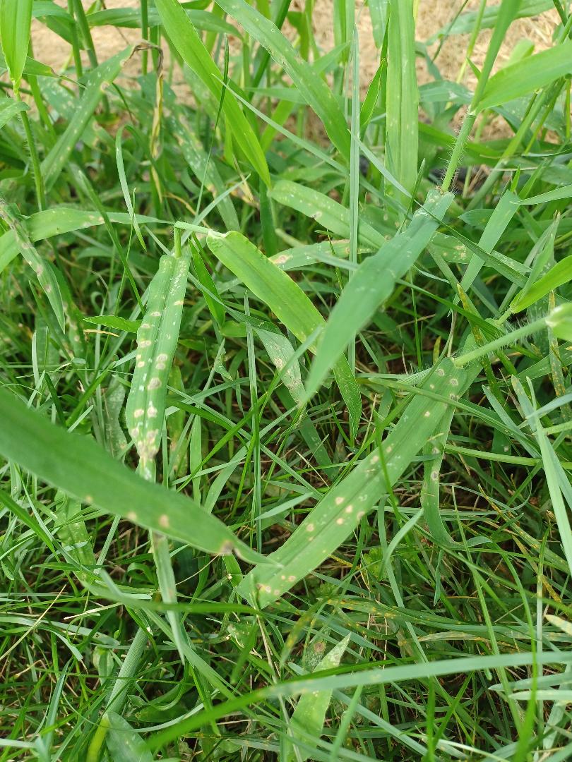 Grass2