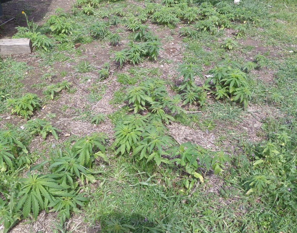 Grass41