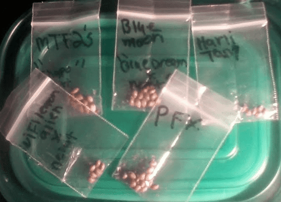 Gravekatbeans