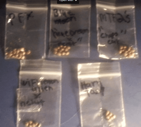 Gravekatbeans111817