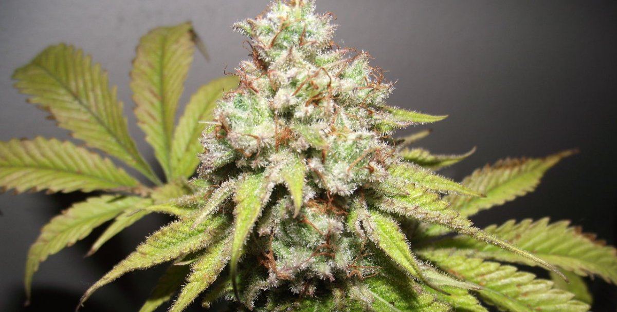 GRB1