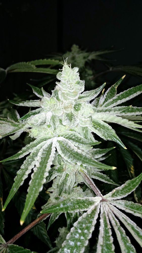 Grease monkey 3